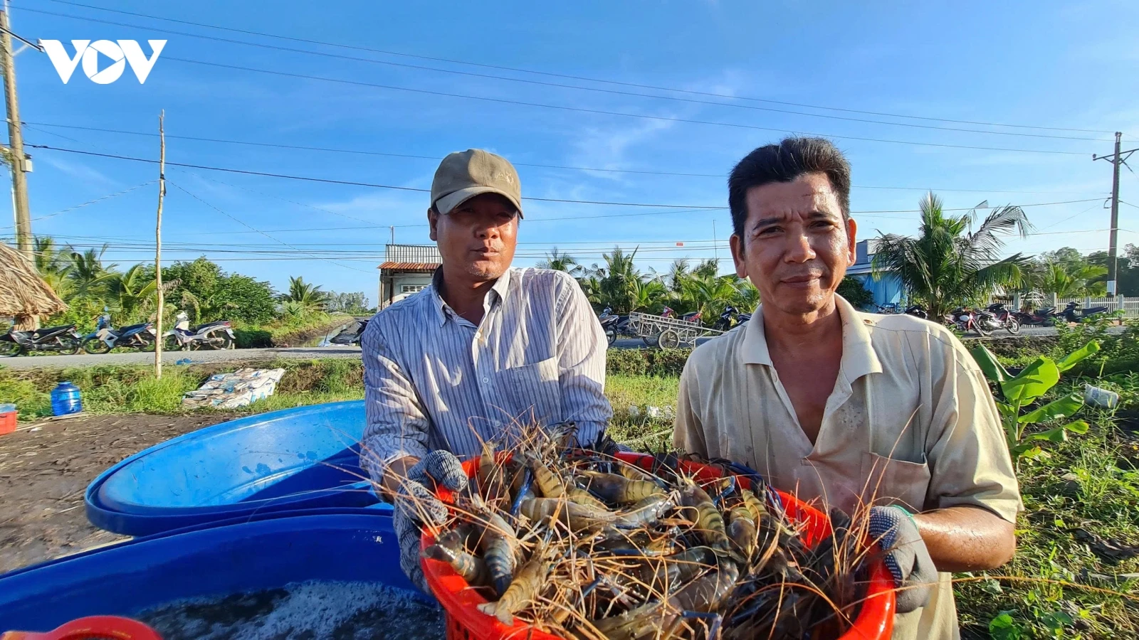 Nông dân Lương Tâm nâng cao thu nhập từ mô hình lúa - tôm