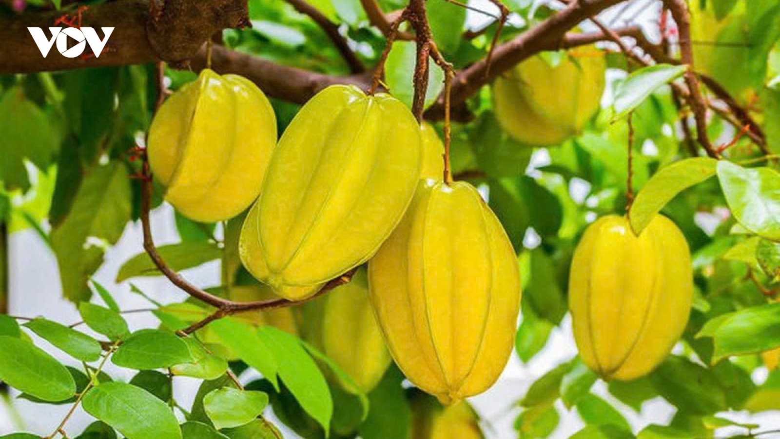 Quả khế: Từ món ăn quen thuộc đến “kho dinh dưỡng” tự nhiên