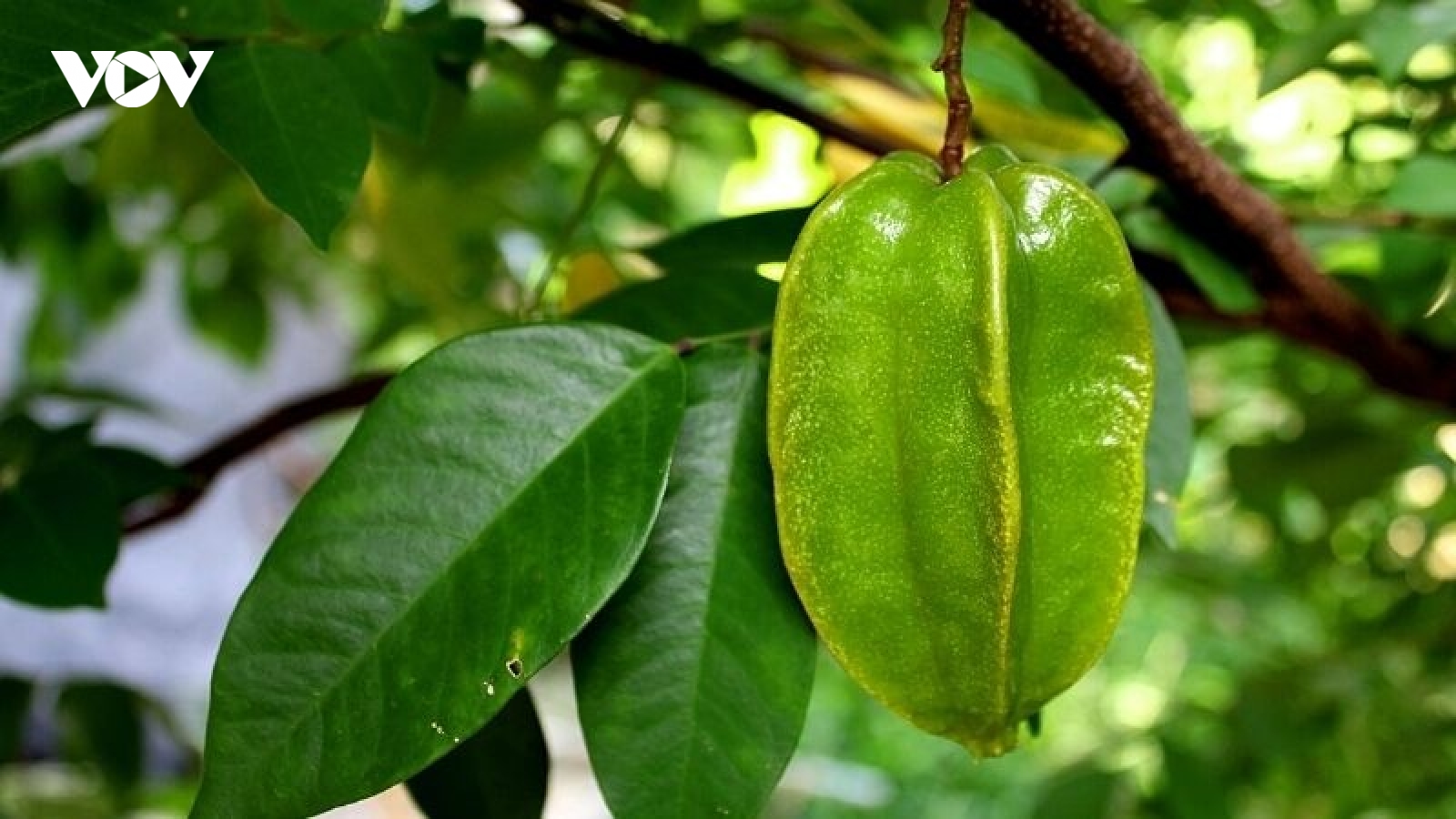 Vị thuốc bổ tim, dưỡng thận mọc đầy vườn nhà lại hay bị ngó lơ