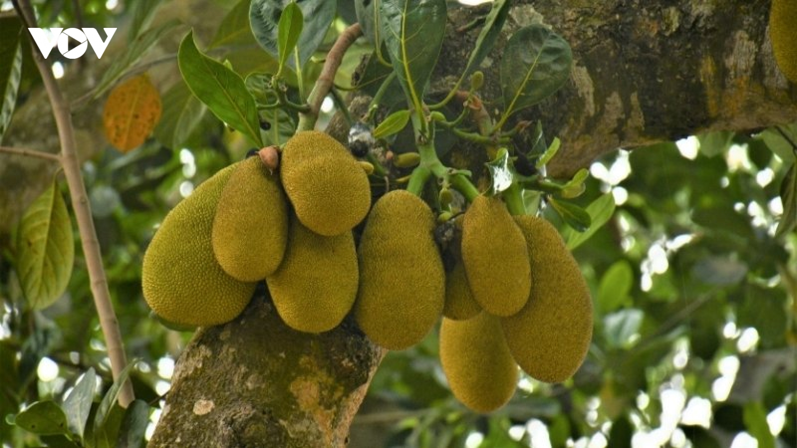 Thứ quả đầy gai thơm lừng, ăn thường xuyên bổ dưỡng đủ đường