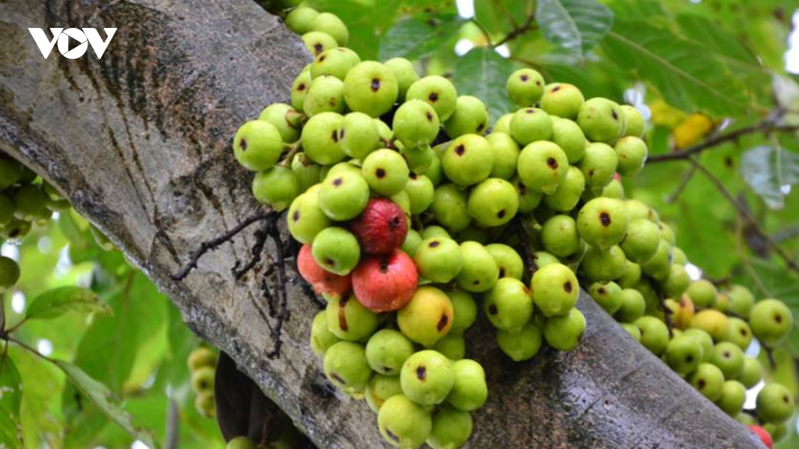 Thứ quả rụng đầy gốc không ai ngó, là thuốc bổ giúp cơ thể ngày càng trẻ khoẻ