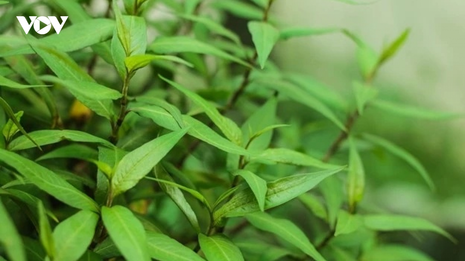 Cây thuốc quý chẳng chăm vẫn tốt um như cỏ, ăn vào giải độc, bổ dưỡng đủ đường