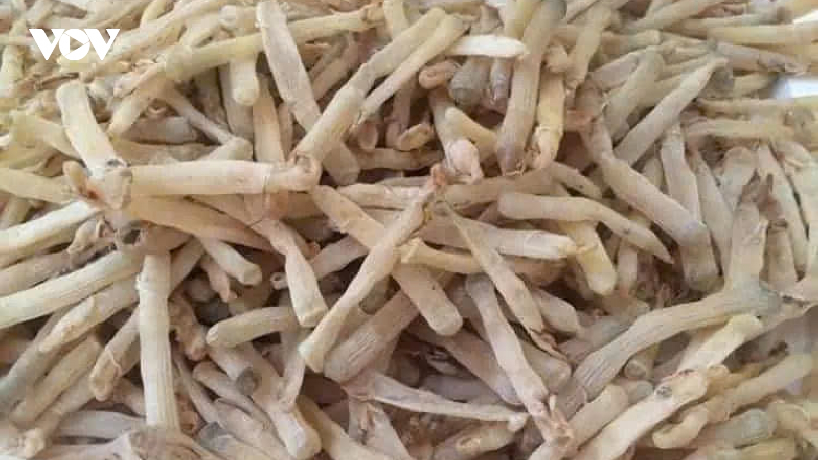 Vì sao sá sùng được nhiều người coi là “thần dược” từ biển cả?