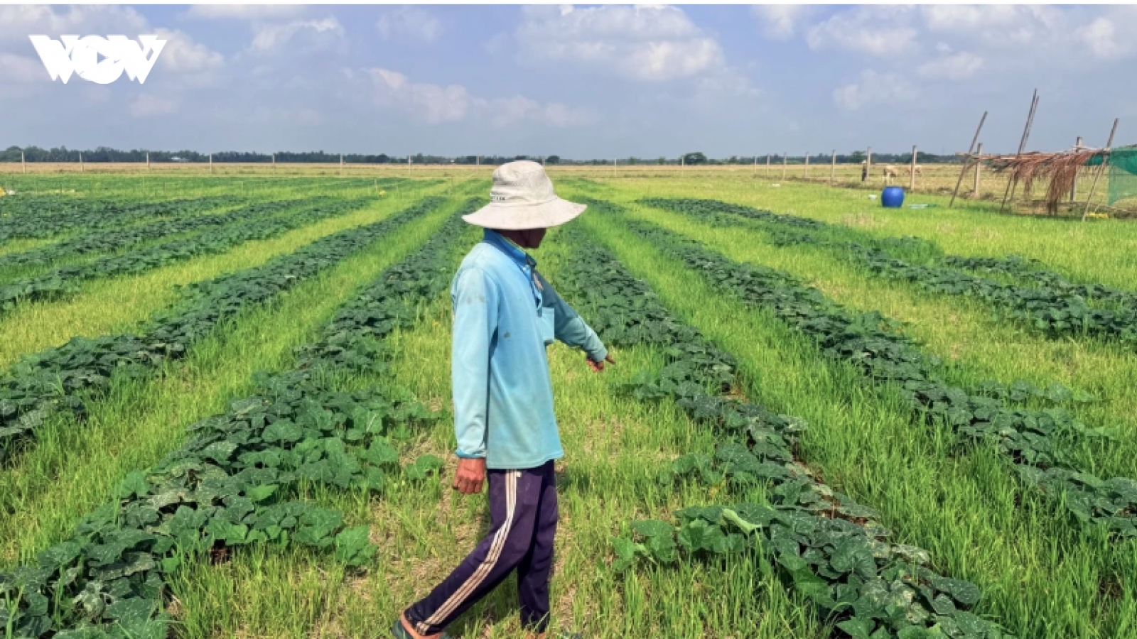 Vi phạm về sản xuất giống cây trồng có thể bị phạt đến 50 triệu đồng