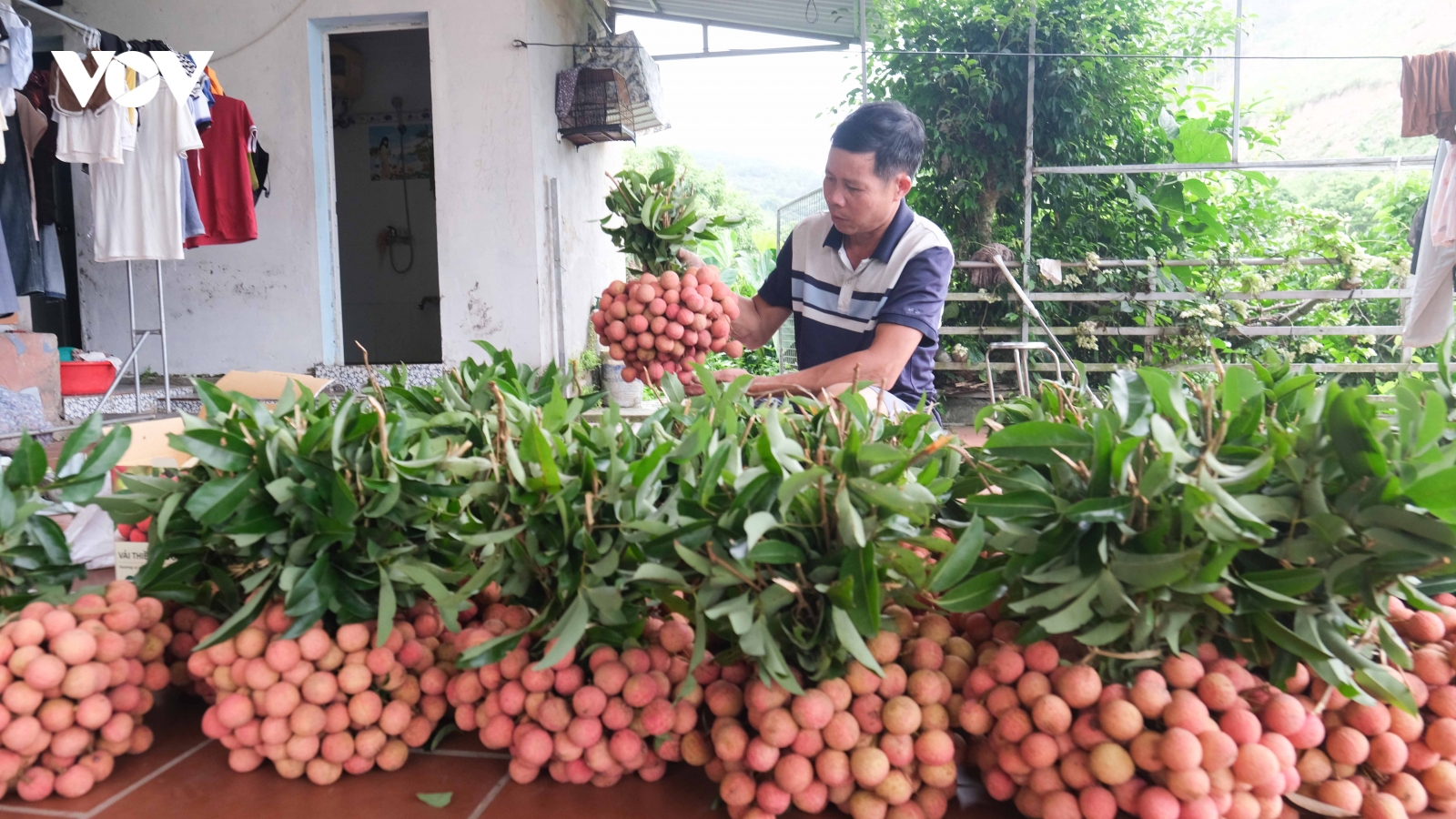 Vụ vải thu hơn 9.000 tỷ đồng, người trồng ở Bắc Ninh bắt tay chuẩn bị vụ mới