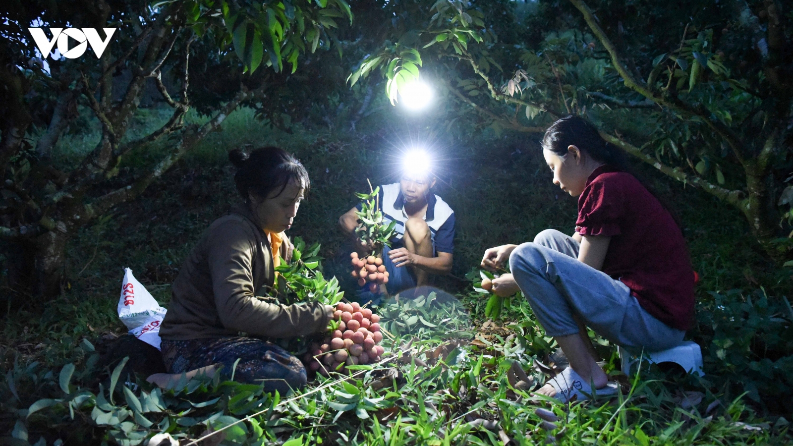 Không còn cảnh thức trắng đêm hái vải thiều ở Bắc Ninh như mọi năm