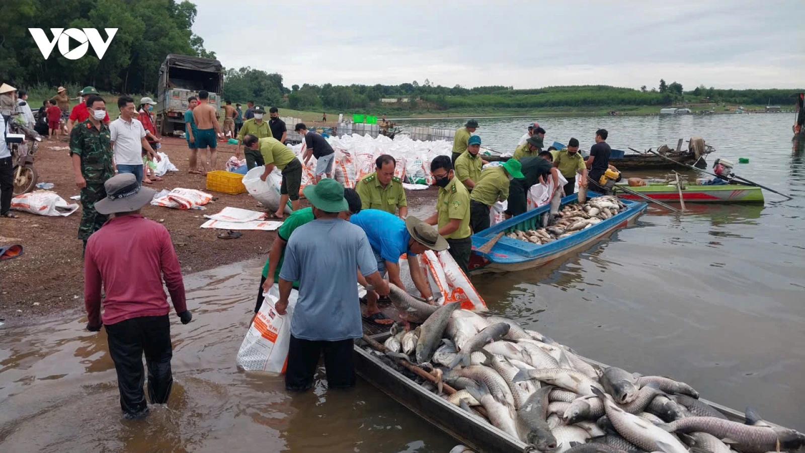 Xót xa cảnh hơn 100 tấn cá chết trắng ở trên Hồ Trị An