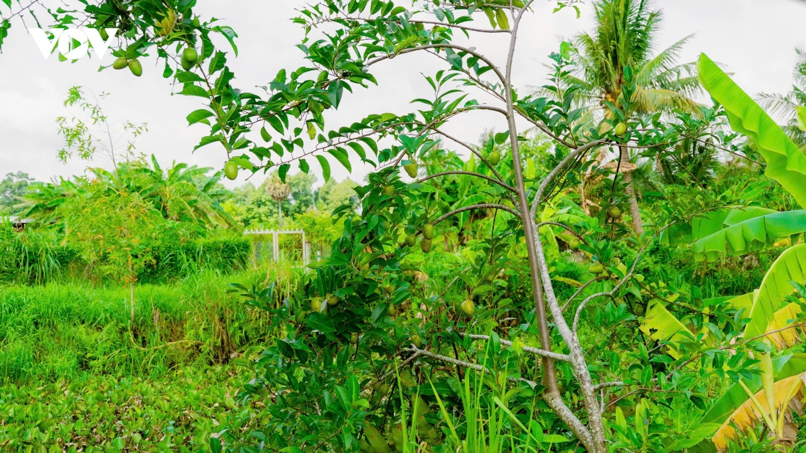 Không ngờ loại trái mọc dại ven bờ kênh lại có giá 80.000 đồng/kg
