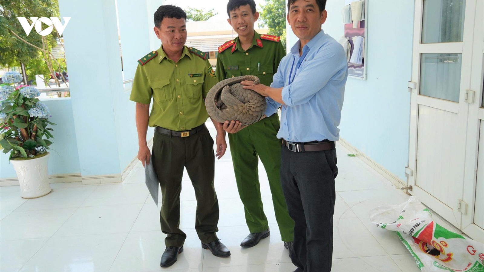 Người dân giao nộp cá thể tê tê quý hiếm cho cơ quan chức năng
