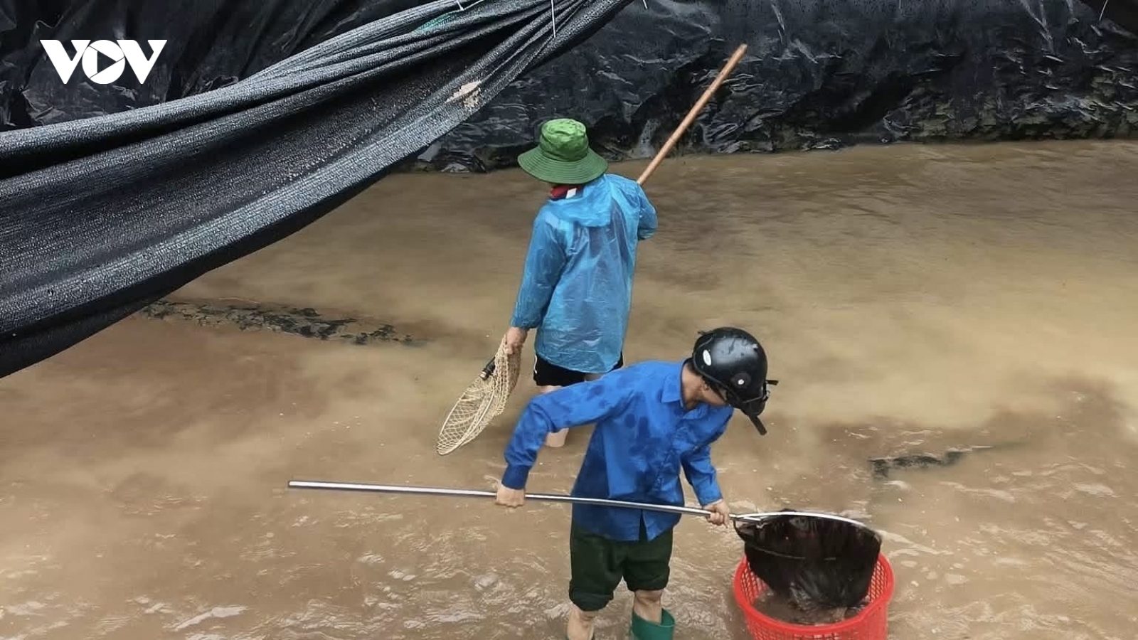 Một hộ dân ở Ngọc Chiến (Sơn La) thiệt hại gần 20 tấn cá tầm do mưa lũ