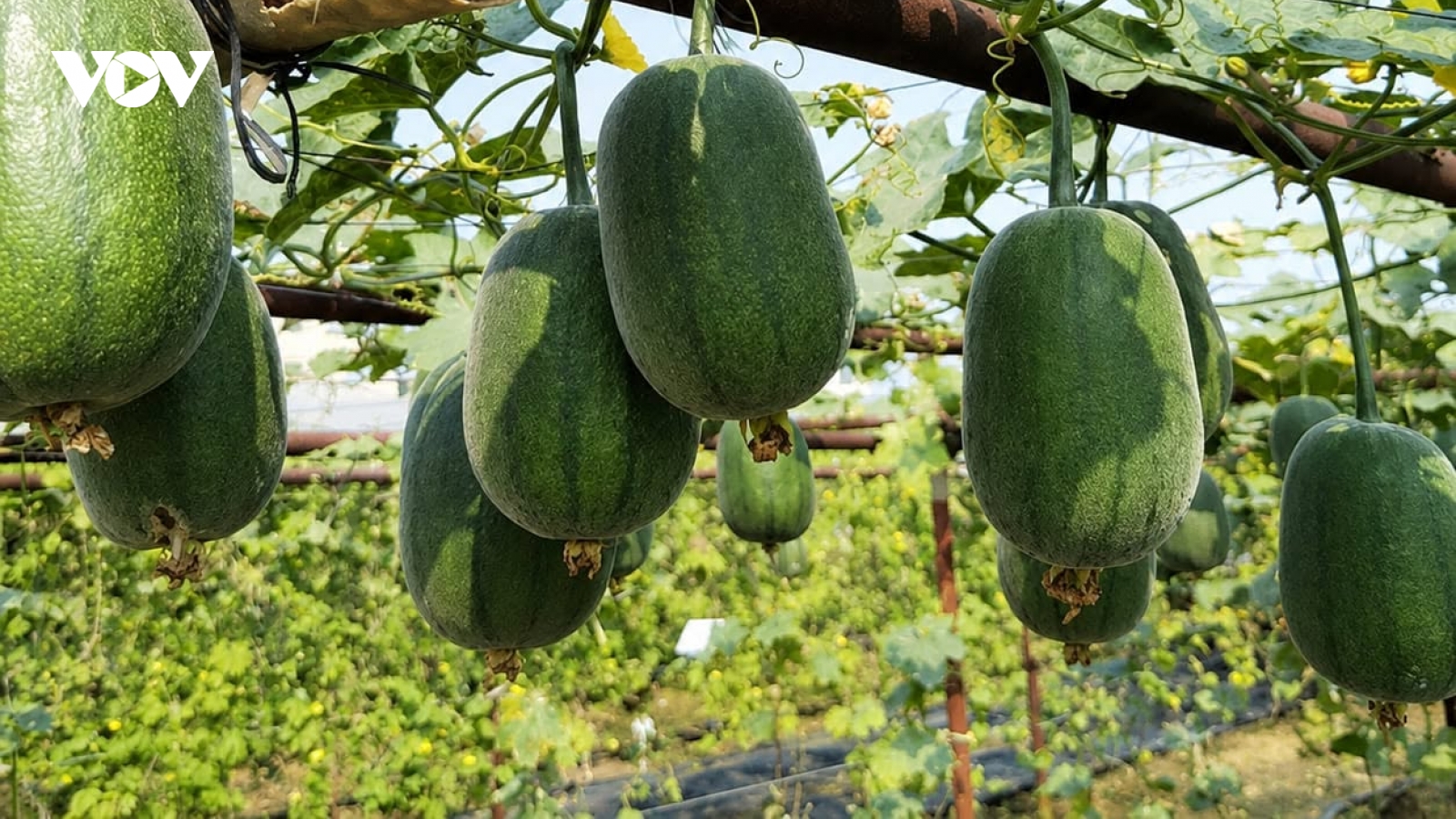 Loại mướp lạ quả tròn như táo gây sốt thị trường tiêu dùng
