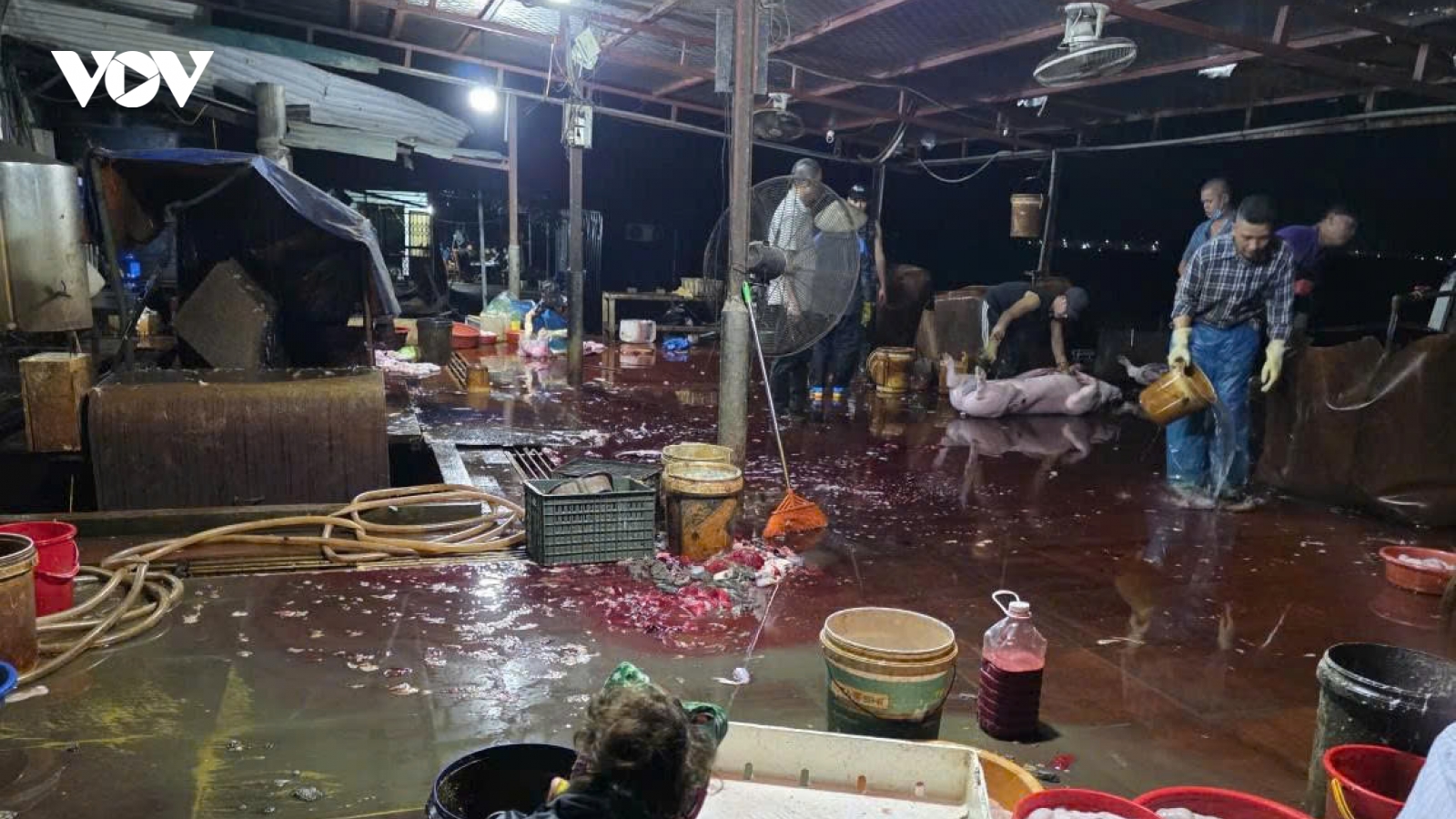 Mất vệ sinh an toàn thực phẩm: Hành trình từ lò mổ đến quầy thịt ở Quảng Ninh