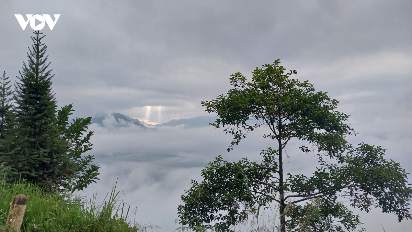 Tuyên Quang: Phát triển rừng gắn với dự án tín chỉ carbon
