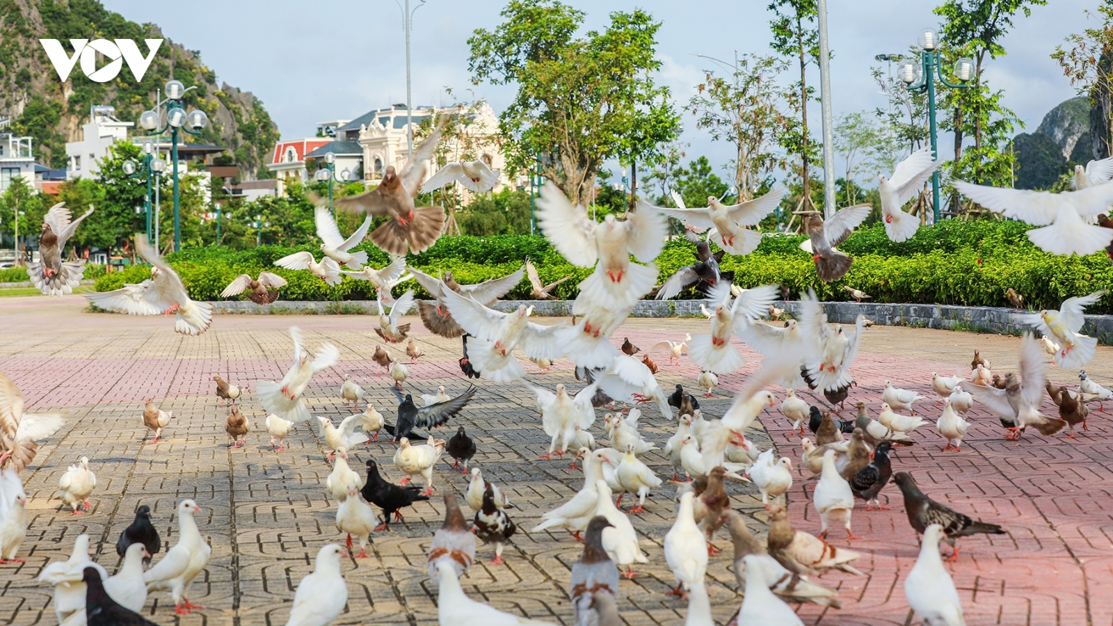 Đàn bồ câu 500 con bay rợp công viên Hoa Hạ Long