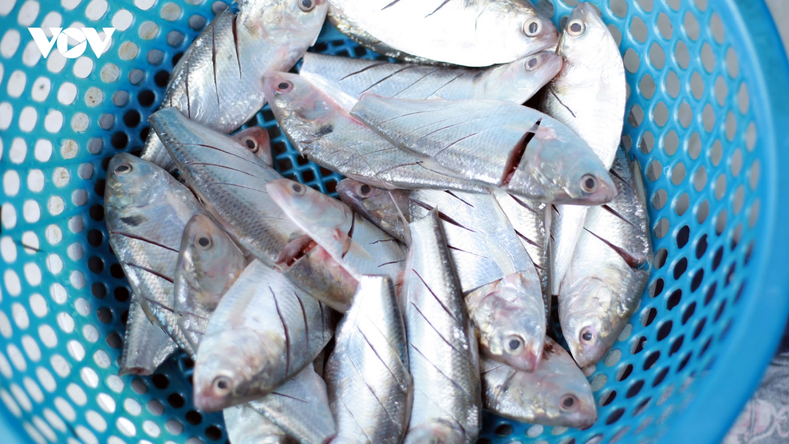 Loại cá bình dân giàu Omega-3 chẳng kém cá hồi, cực bổ dưỡng cho sức khỏe