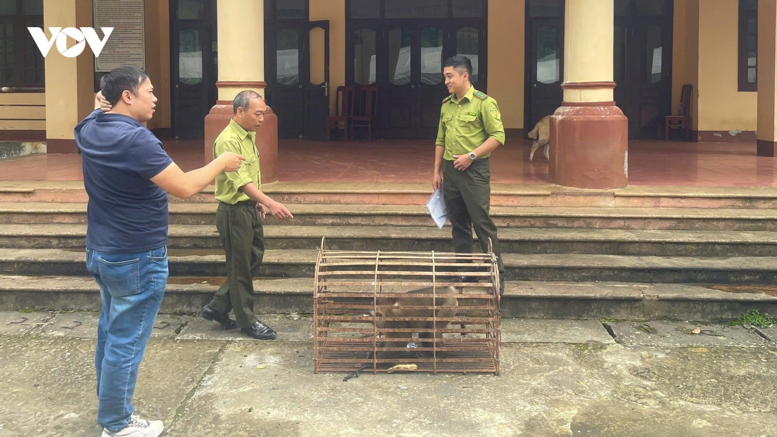 Lào Cai: Bàn giao động vật rừng nguy cấp về trung tâm bảo tồn sinh vật