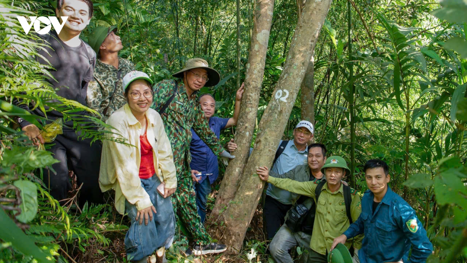 Quảng Ninh: Phát hiện quần thể chè hàng trăm năm tuổi