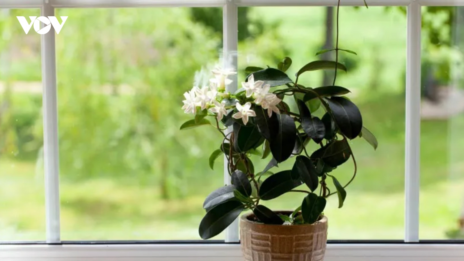 4 loại cây giúp phòng ngủ trong lành, góp phần mang đến giấc ngủ ngon