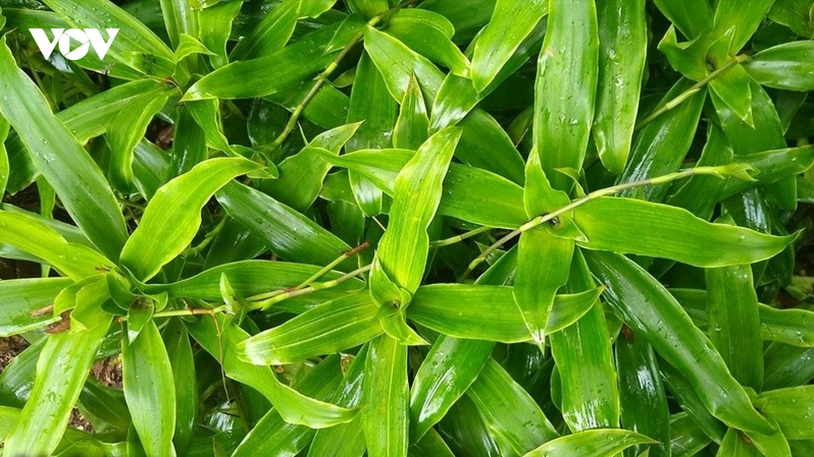 Cây thuốc đa năng giúp dưỡng gan, ngừa ung thư nhiều người chỉ trồng làm cảnh