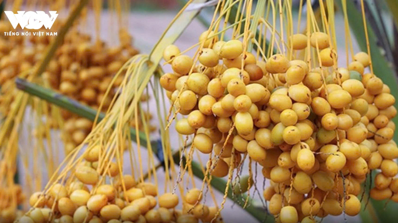 Vườn chà là “đỏ lửa” giữa nắng Phan Rang, giá hơn nửa triệu đồng/kg vẫn cháy hàng