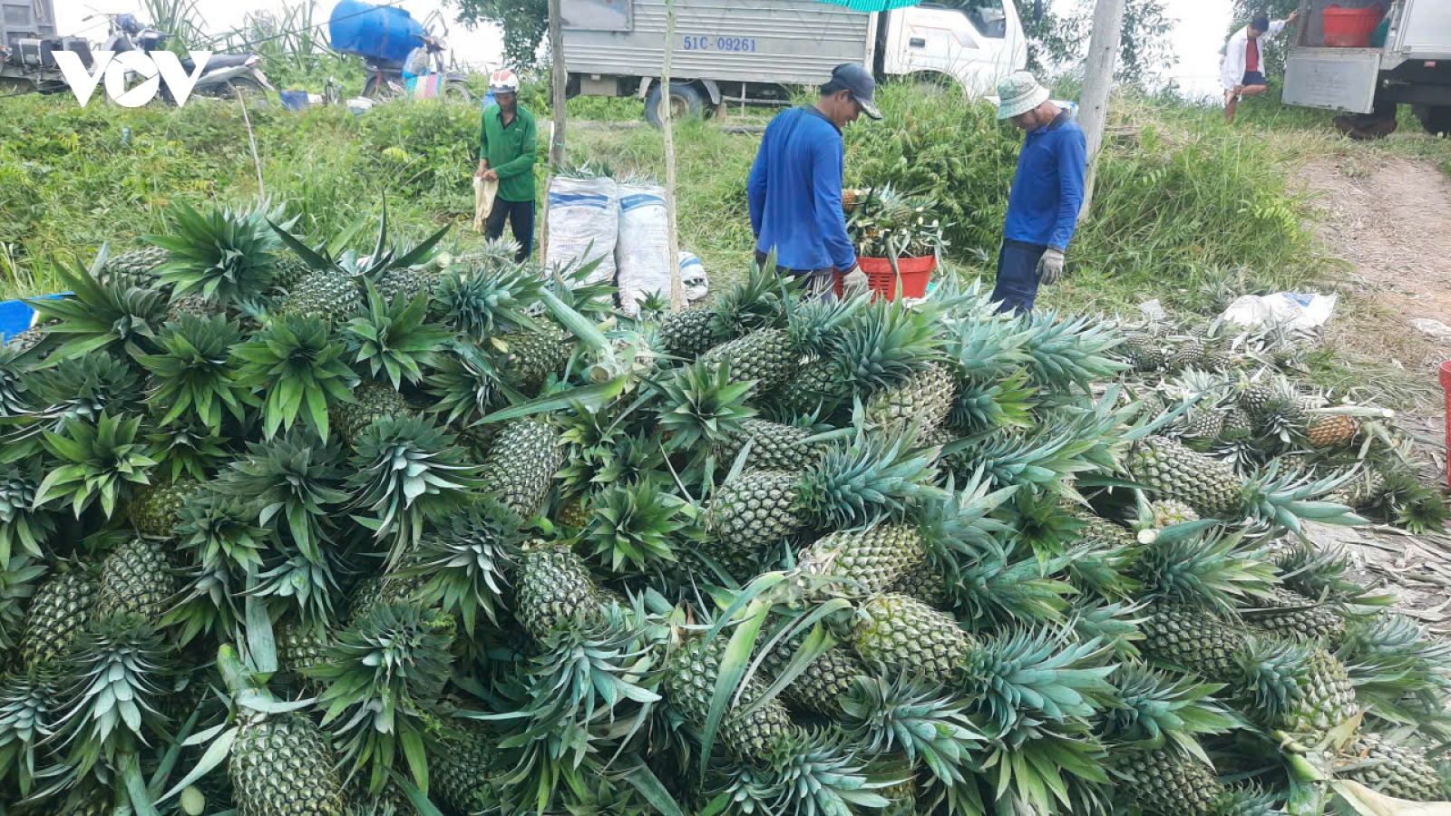 Giá dứa tại Đồng Tháp tăng gần gấp đôi, nông dân phấn khởi