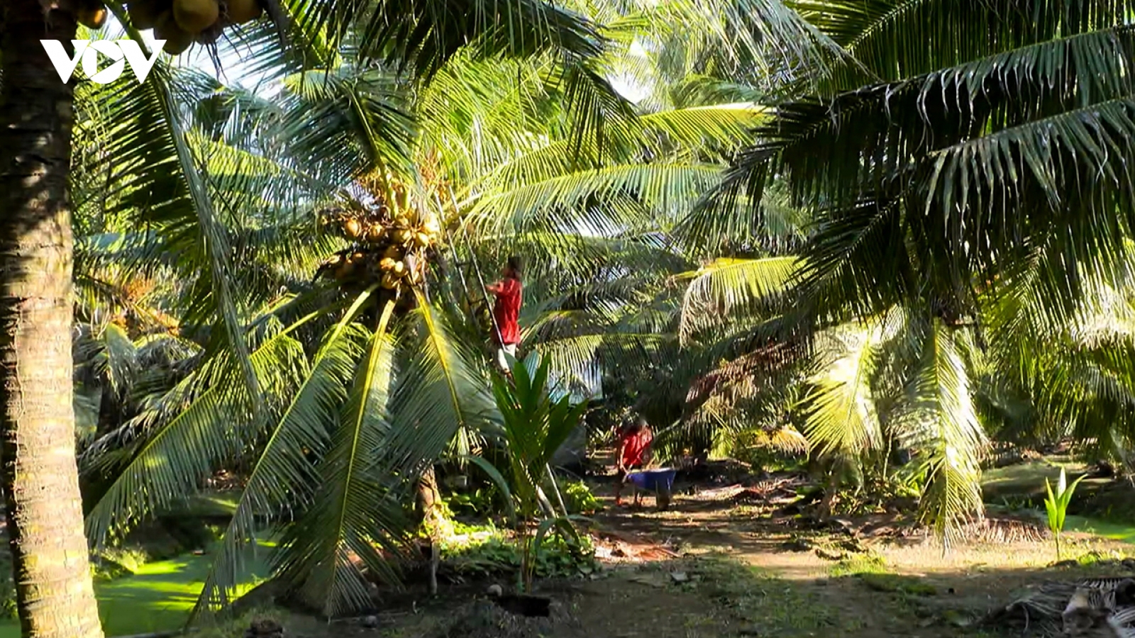 Vĩnh Long nghiêm cấm nhân nuôi, phát tán đuông dừa trái phép