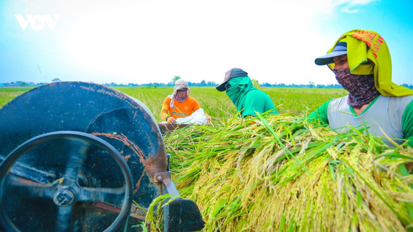 Indonesia đảm bảo nguồn dự trữ gạo kỷ lục để đối phó với El Niño