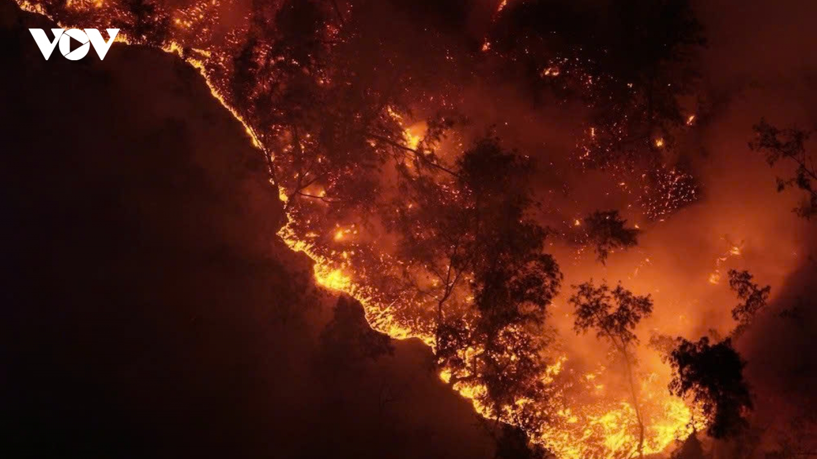 Coastal protection forest fire under control, 30 hectares damaged