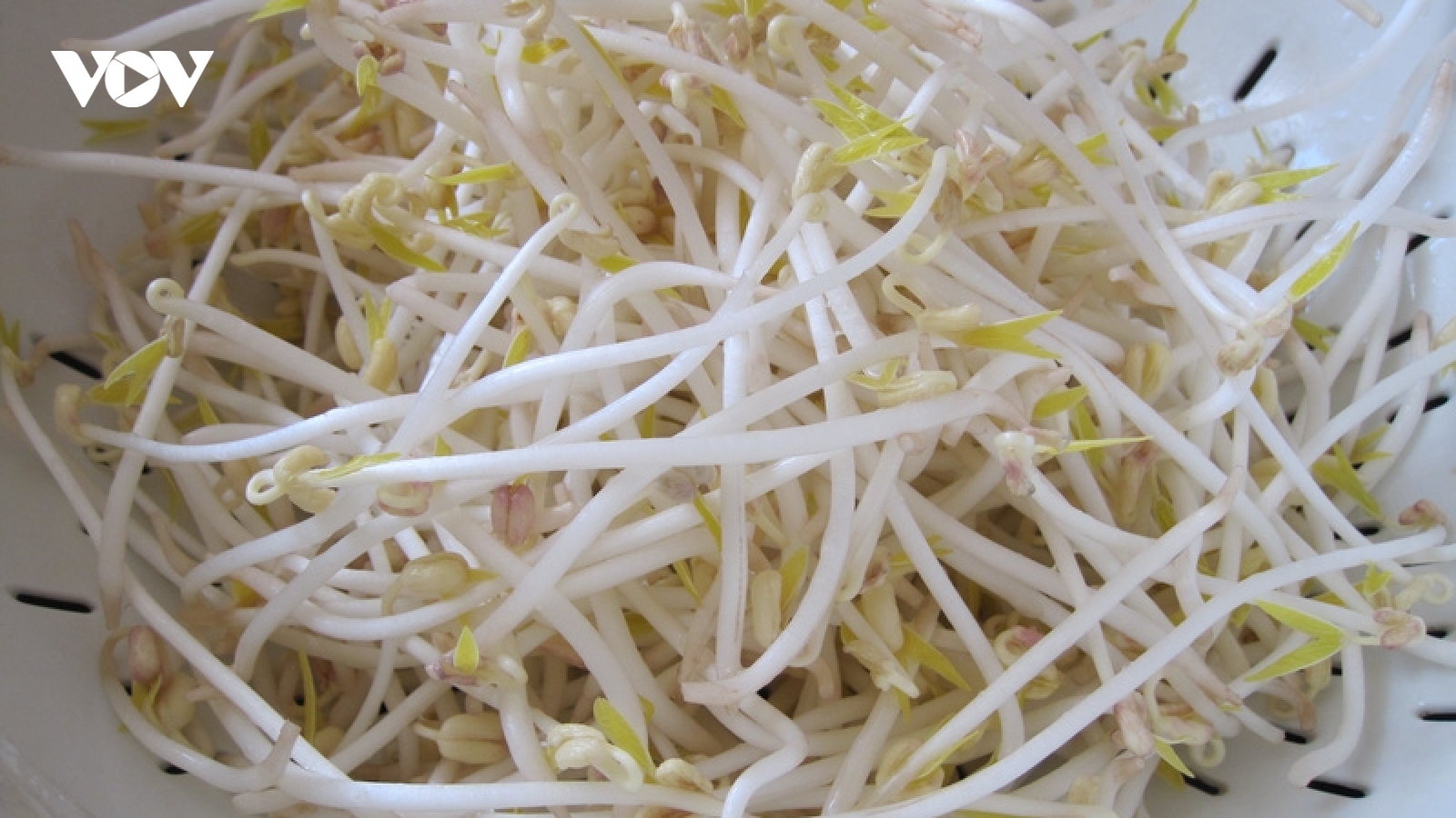 Viêm thanh quản, khàn tiếng: Thử mẹo dân gian từ giá đỗ