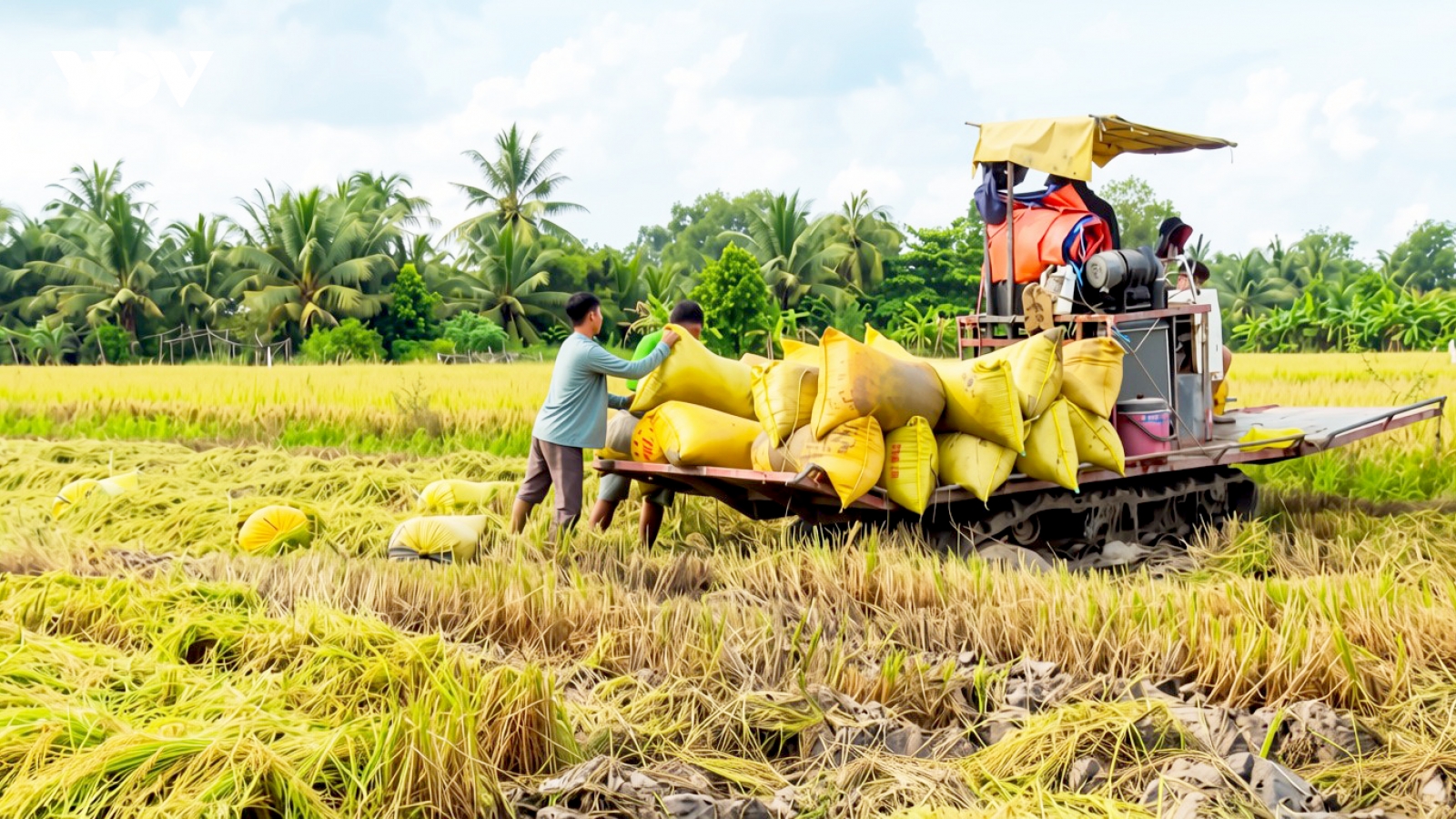 Giá lúa tăng, nông dân Vĩnh Long thu hoạch lúa Hè thu có lợi nhuận cao