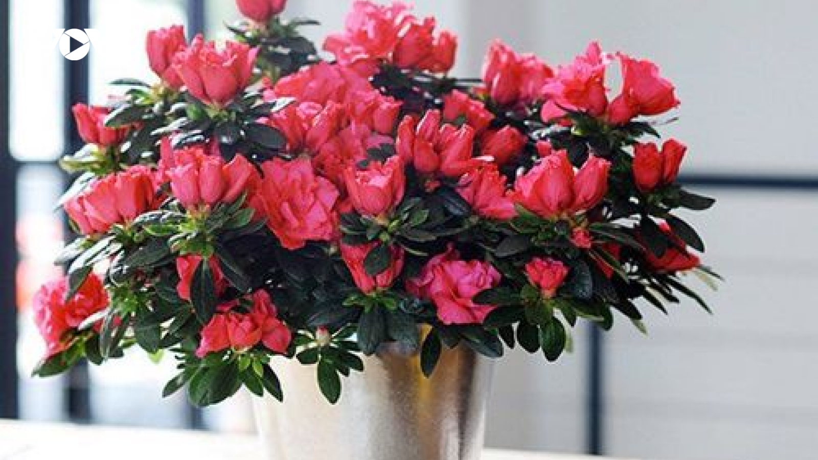 Bất ngờ với công dụng chữa bệnh của hoa đỗ quyên