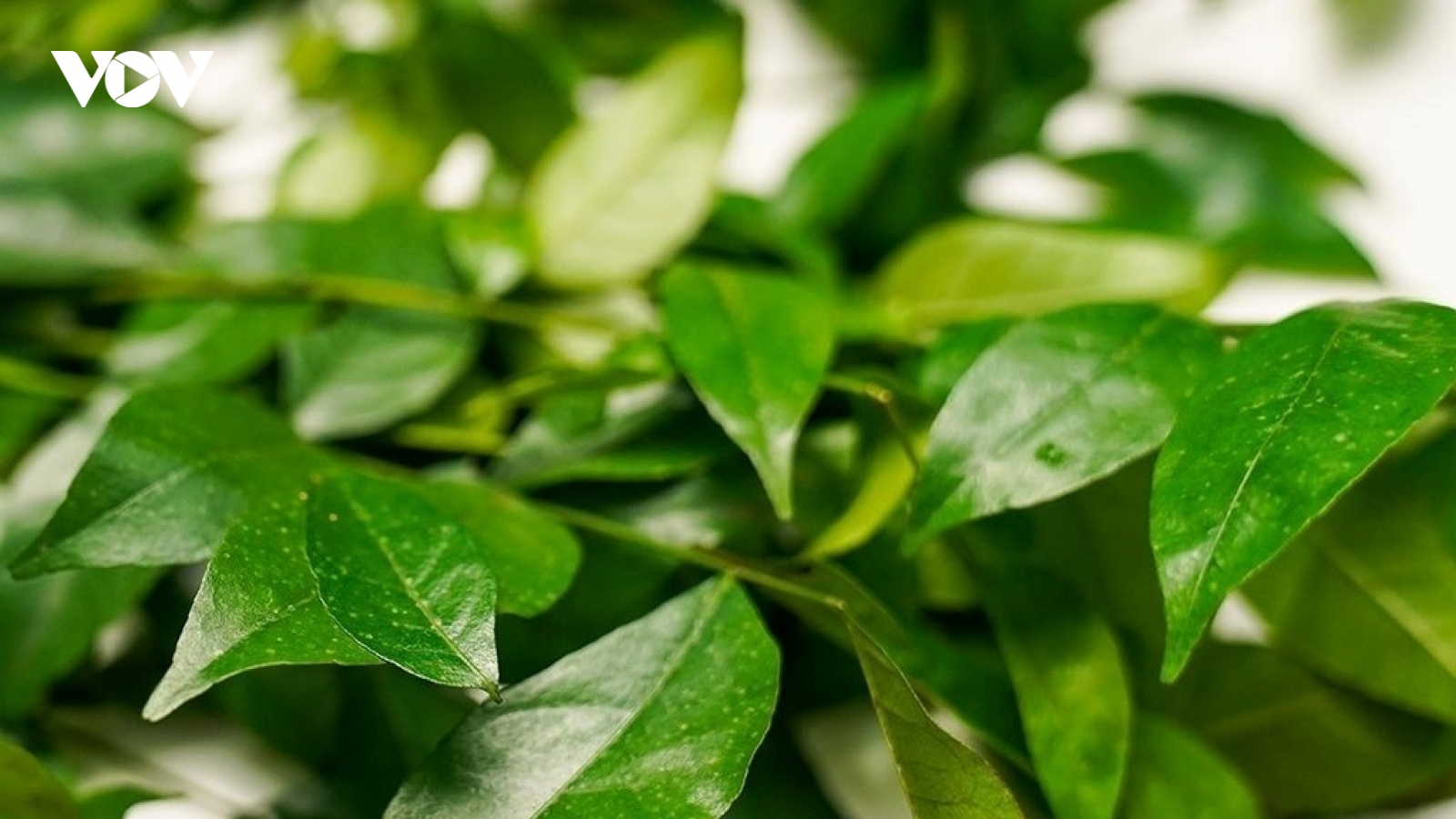 Loại lá có mùi khó quên được ví như thuốc dưỡng gan, tốt đủ đường cho sức khoẻ
