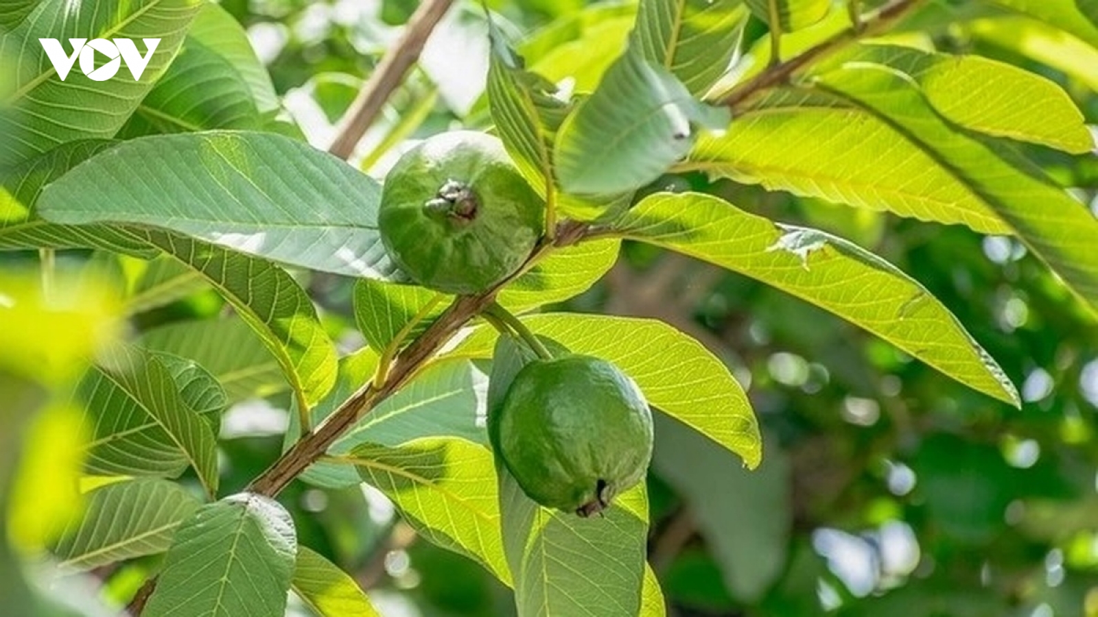 Loại cây quen mặt được ví như "tủ thuốc tự nhiên", từ quả đến lá đều cực tốt