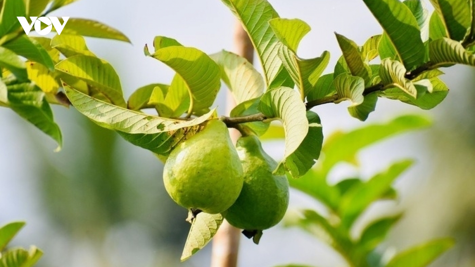Uống nước lá ổi thay thuốc, người đàn ông Hà Nội có đường huyết tăng gấp đôi