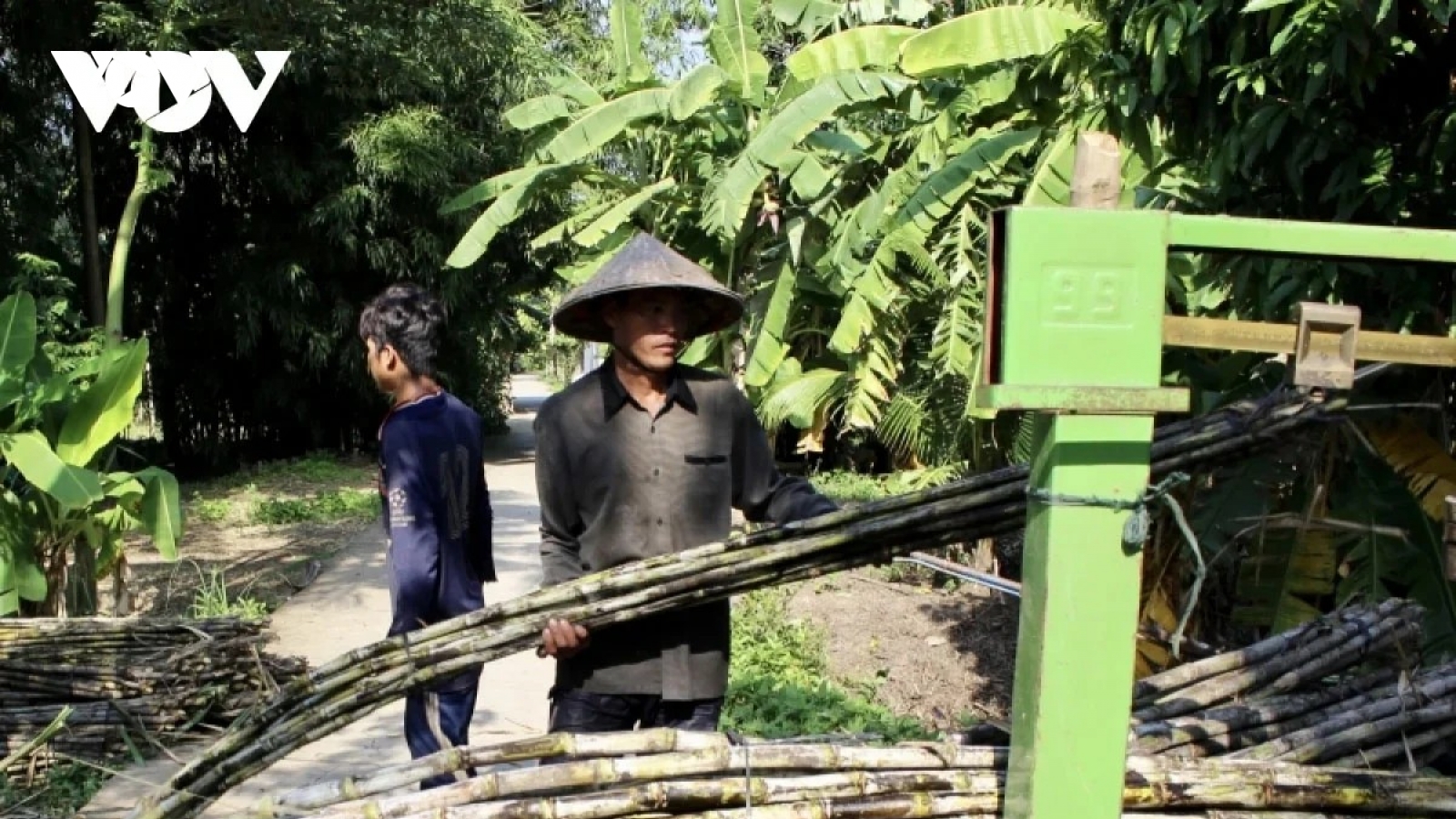 Dữ liệu truy xuất nguồn gốc giúp bảo vệ ngành mía đường trước gian lận thương mại