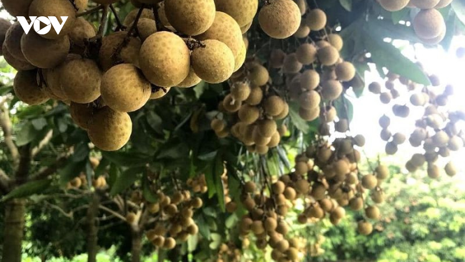 Tri thức trồng và chế biến nhãn lồng Hưng Yên trở thành di sản văn hóa phi vật thể quốc gia