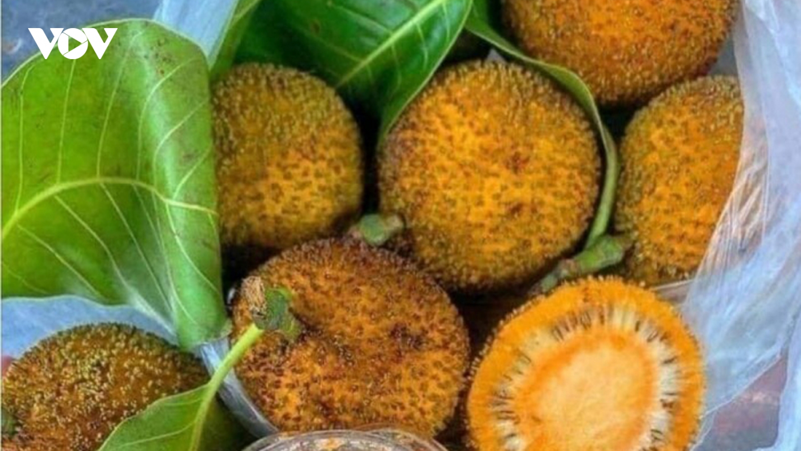 Quả dại mọc đầy bờ rào thành đặc sản, luôn cháy hàng