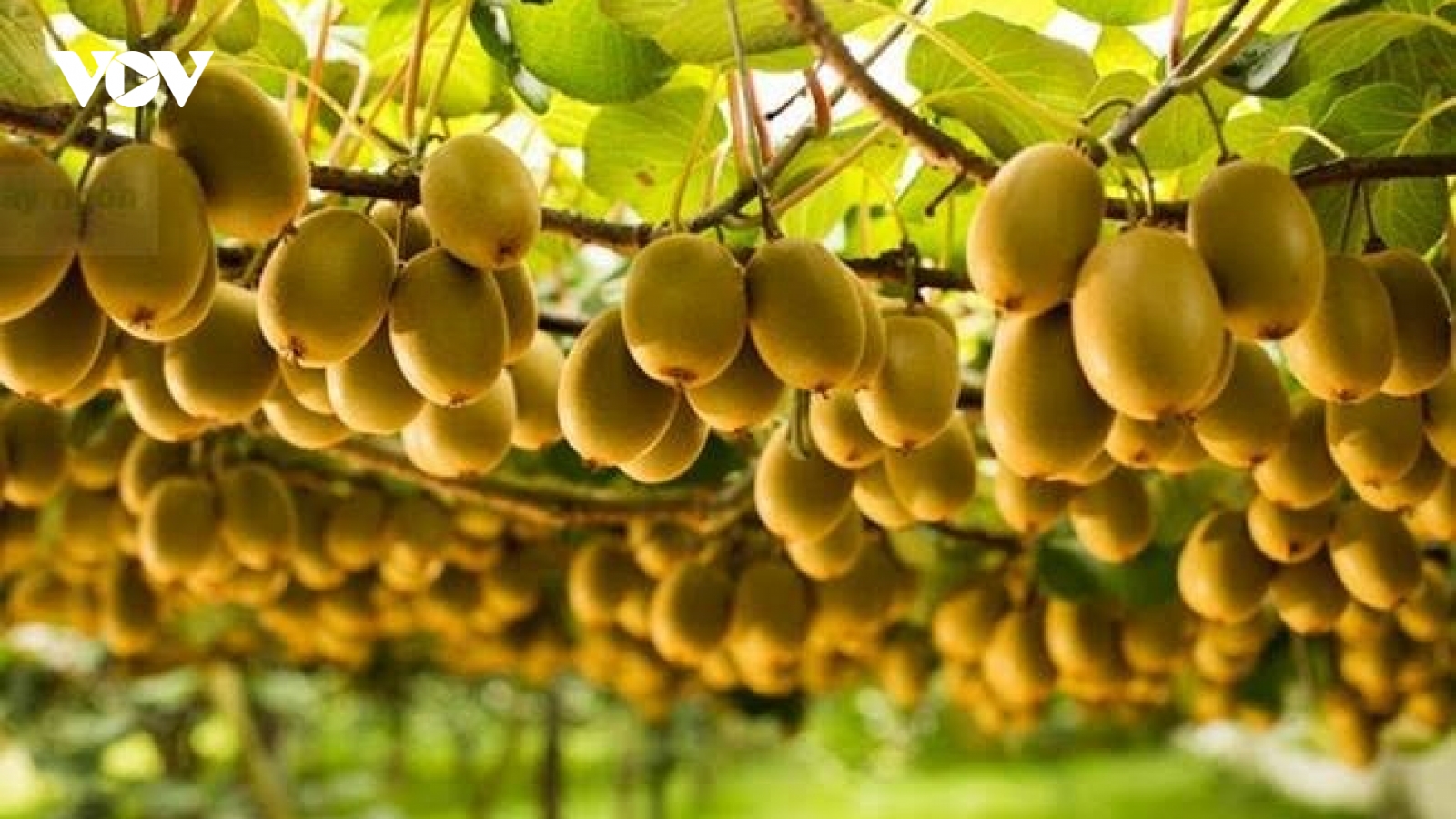 “Siêu trái cây” bề ngoài nhiều lông, ăn vào vừa khỏe người lại đẹp da