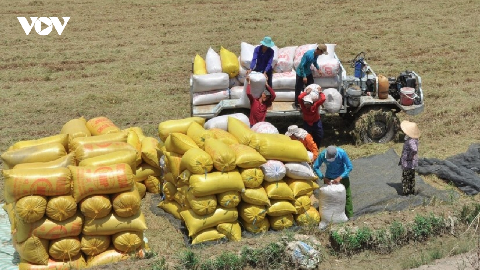 Rice exports gain momentum, reaching 5.3 million tonnes by mid-July