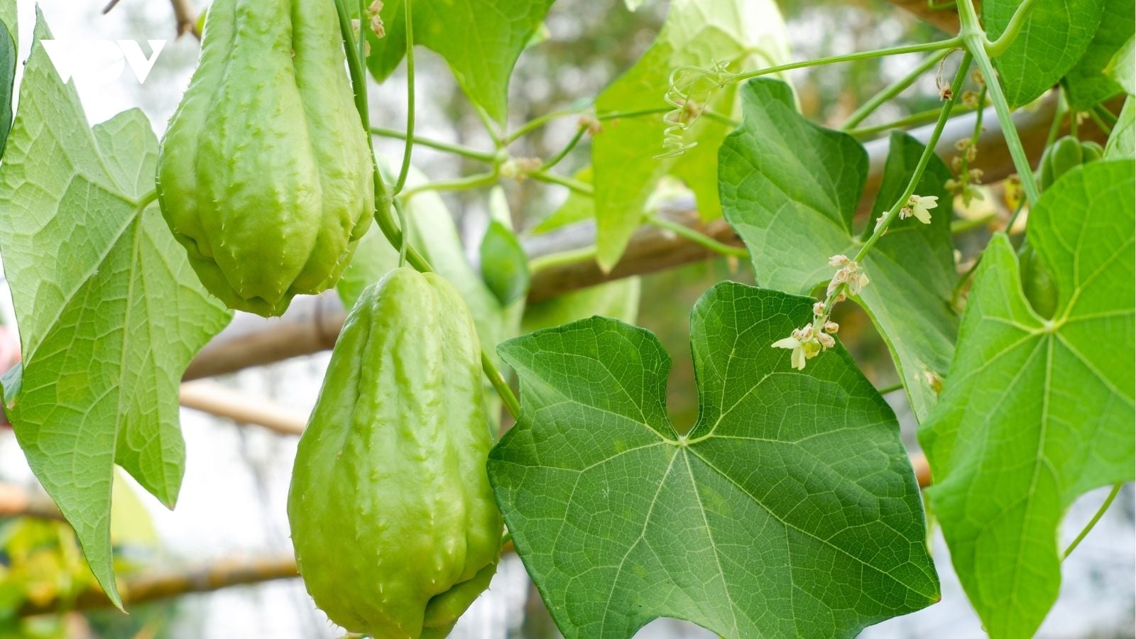 Cây thuốc đại bổ từ lá đến quả đều rất tốt, ăn vào dưỡng gan lại bảo vệ tim mạch