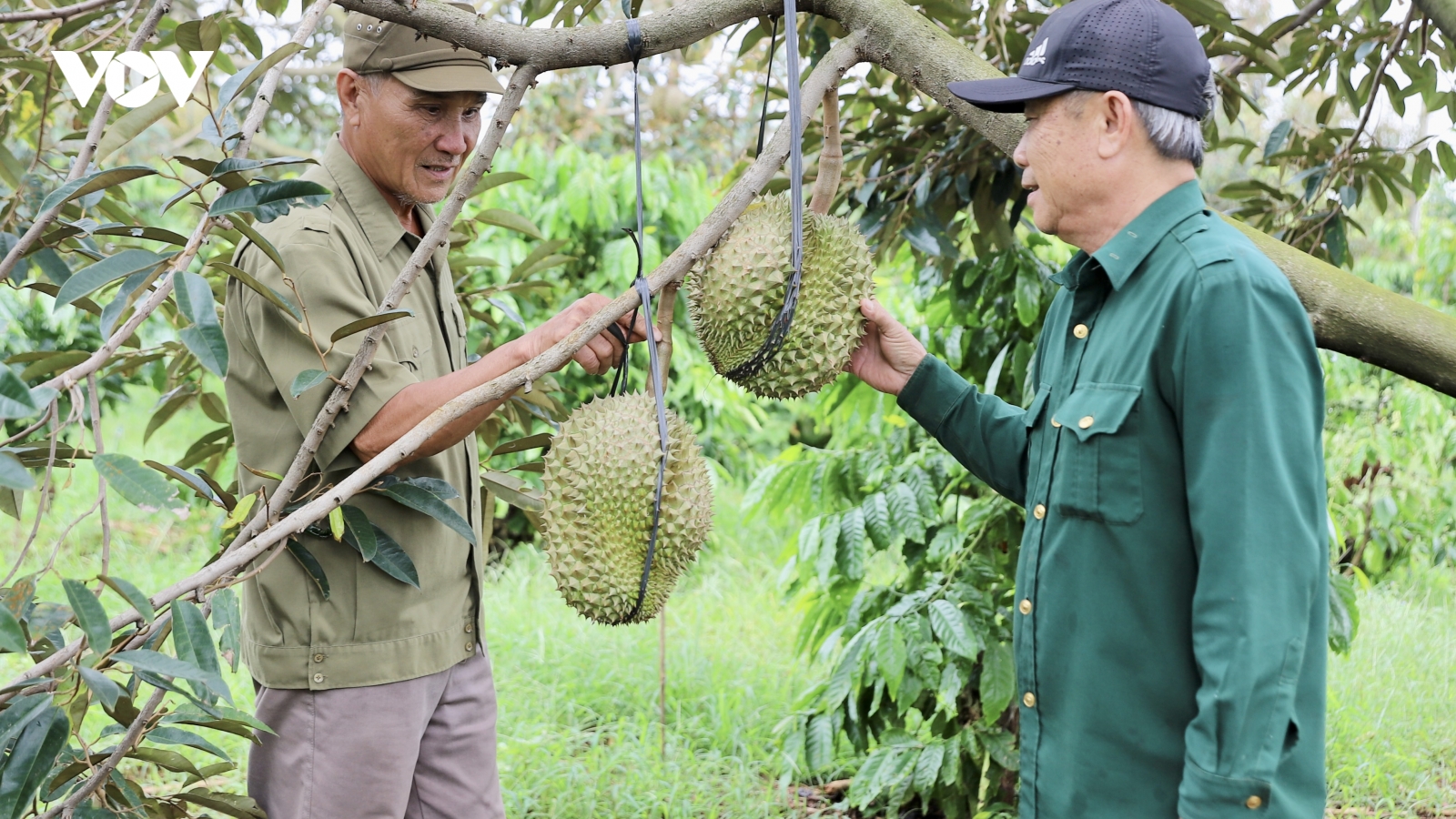 Từ chiến trường đến nương rẫy, vẫn trọn phẩm chất Bộ đội Cụ Hồ