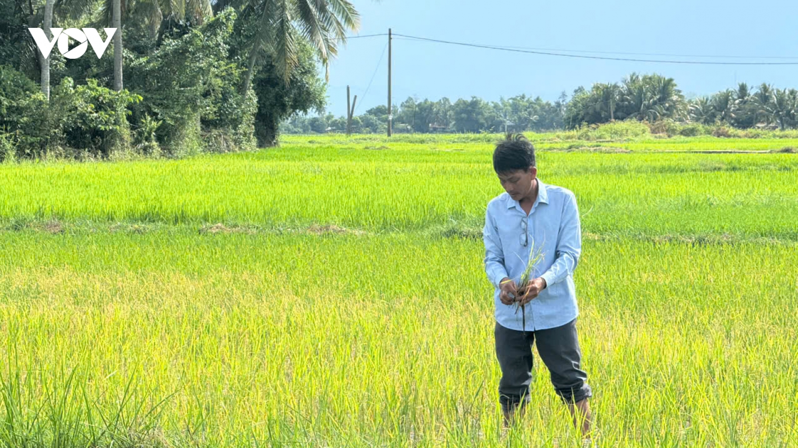 Quảng Ngãi kiểm tra vùng lúa bị xâm nhập mặn