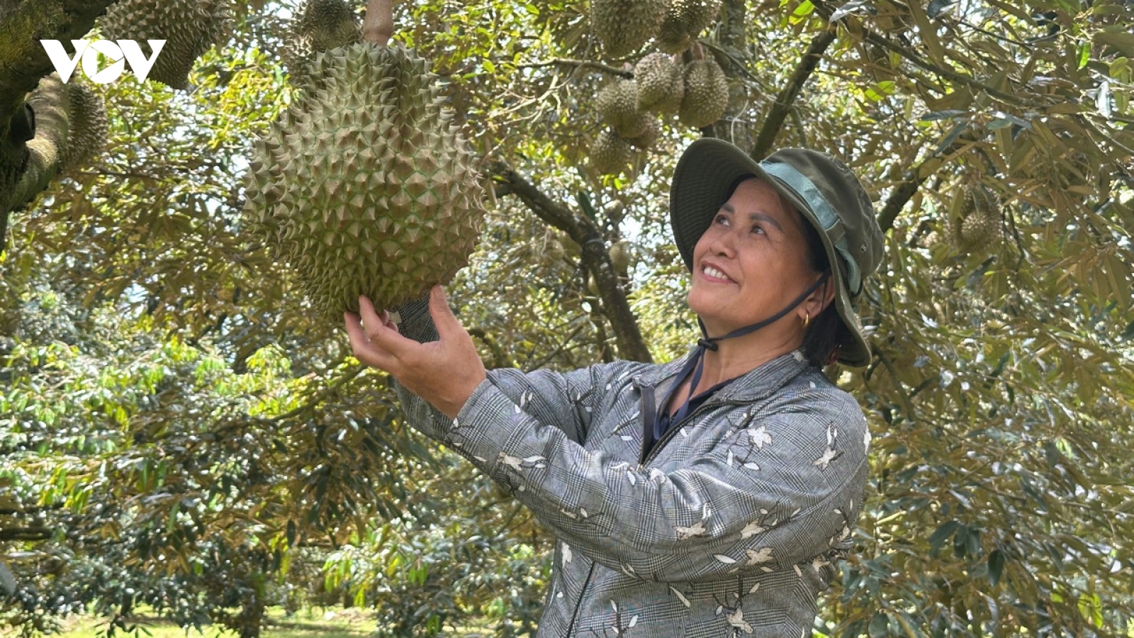 Bài học đắt giá từ an toàn thực phẩm và truy xuất nguồn gốc sầu riêng