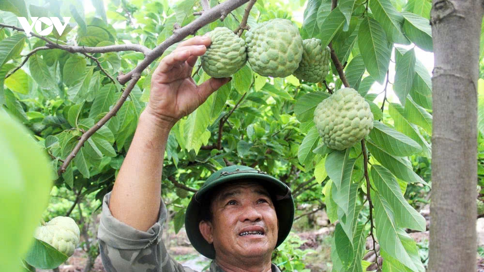 Na, nhãn Bắc Ninh được giá, nông dân phấn khởi