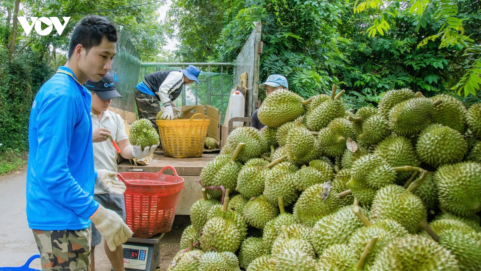 "Ma trận" đánh giá chất lượng sầu riêng khiến nông dân hoang mang