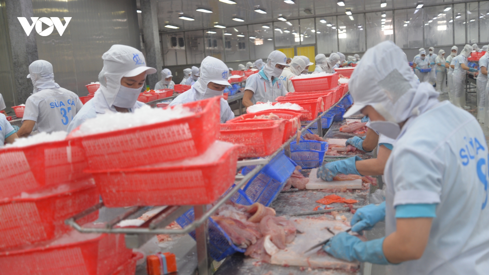 Đồng hành cùng doanh nghiệp giữ vững thị trường xuất khẩu