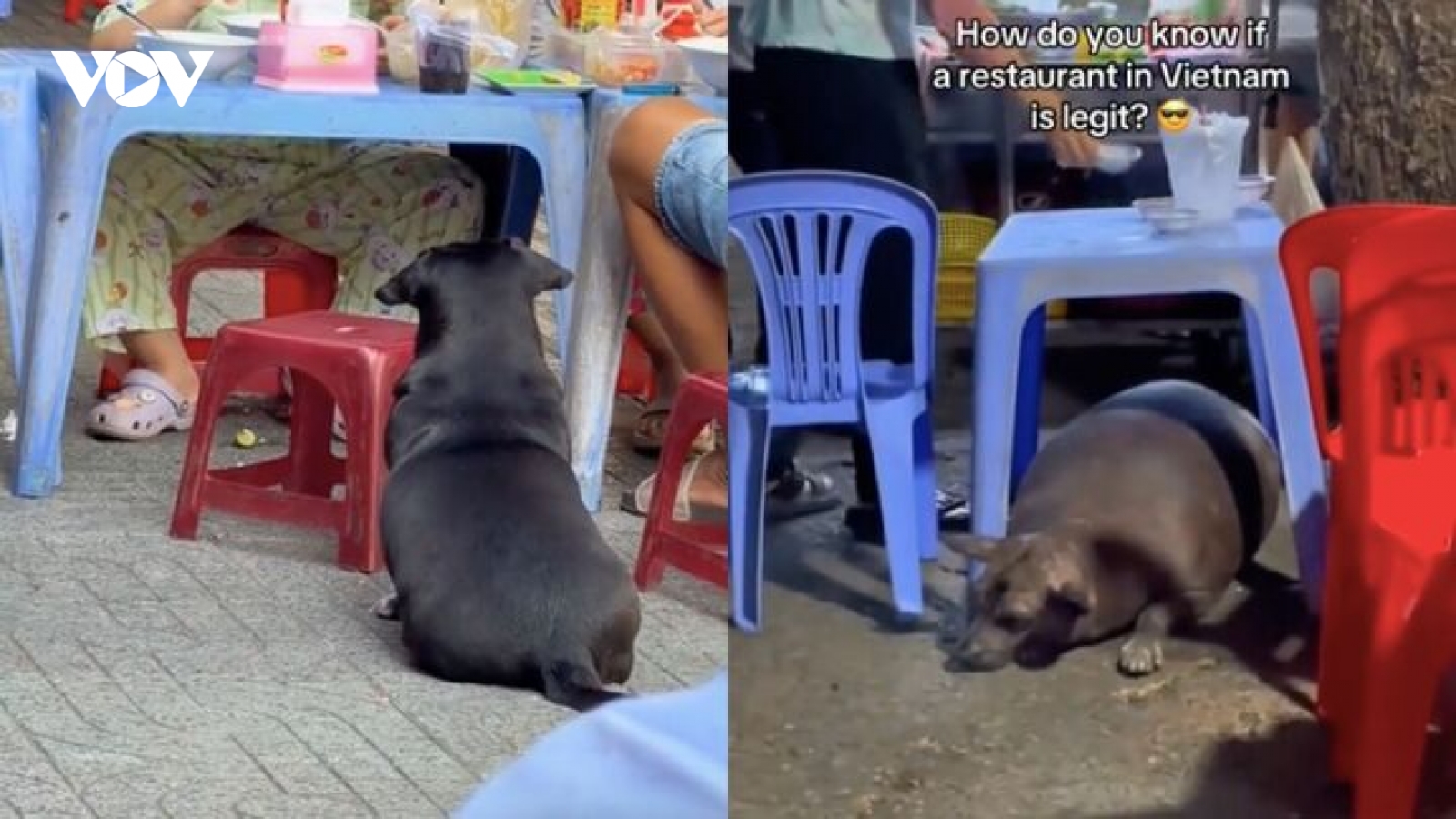 Khách Tây mách nhau bí quyết chọn quán ngon ở Việt Nam: Chó béo ngủ gật ở cửa