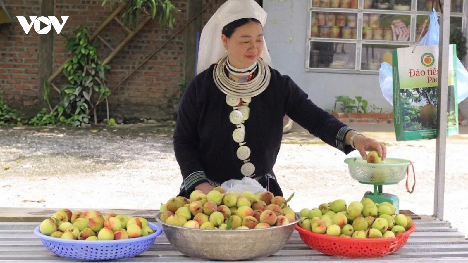 Hương đào Pác Ả – Vị ngọt của núi rừng Thái Nguyên