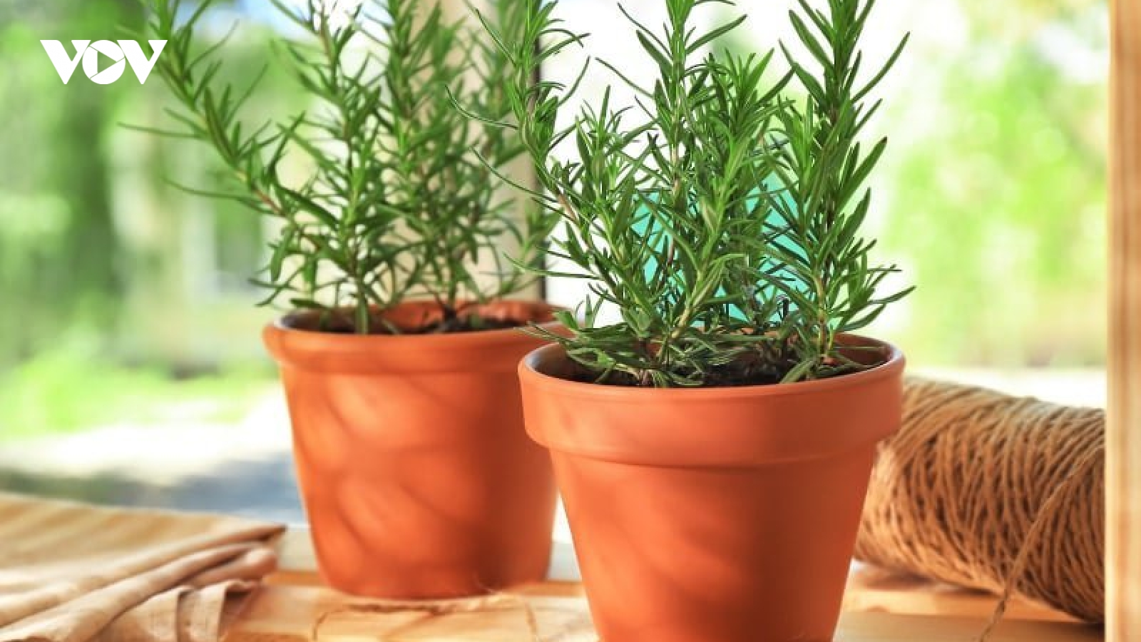 Thảo dược quý cực tốt cho sức khỏe nhưng nhiều người chỉ trồng làm cảnh