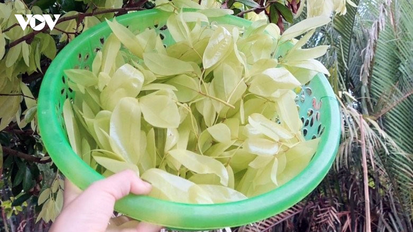 Loại lá đọt mọt chua chát thôn quê nay thành đặc sản thành phố